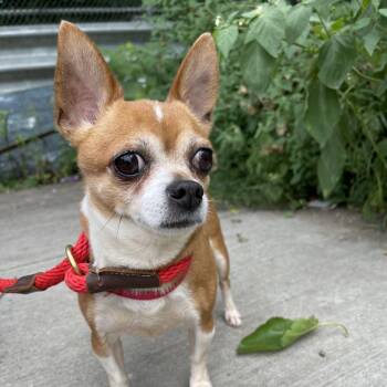 Chihuahua Dogs Available for Adoption - Little Archie | PetCurious