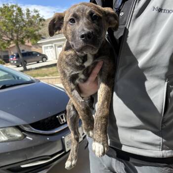 Rescue Pit Bull Terrier and Border Collie Dogs for Adoption in Leona Valley, California - Leroy | PetCurious