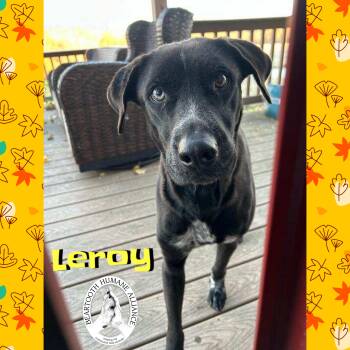Rescue Black Labrador Retriever Dogs for Adoption in Red Lodge, Montana - Leroy | PetCurious