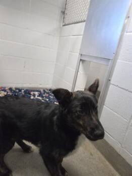 Australian Shepherd and Mixed Breed Dogs Available for Adoption - FRANKLIN | PetCurious