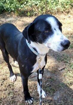 Rescue Pointer Dogs for Adoption in Commerce, Texas - Nugget | PetCurious