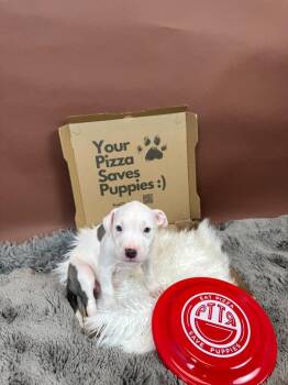 Pit Bull Terrier and American Bulldog Dogs Available for Adoption - Spicy Diavola | PetCurious