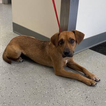 Cookie Crumble -  Beagle and Mixed Breed Dog for Adoption in Galax, Virginia - Cookie Crumble | PetCurious
