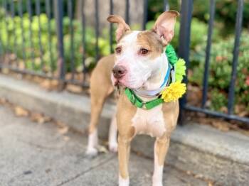 Rescue Mixed Breed Dogs for Adoption in New York, New York - Tyson Michael | PetCurious