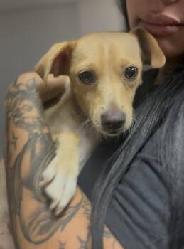 Guinevere -  Chihuahua Dog for Adoption in Ventura, California - Guinevere | PetCurious