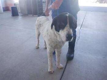 Anatolian Shepherd and Mixed Breed Dogs Available for Adoption in Oroville, California - WAYLON | PetCurious