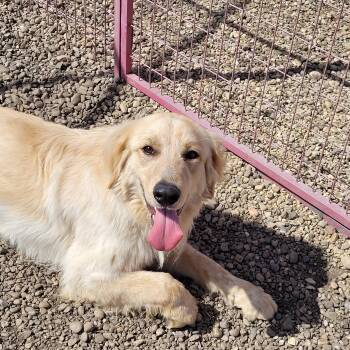 Golden Retriever Dogs Available for Adoption in Lacombe, Alberta - Jones | PetCurious