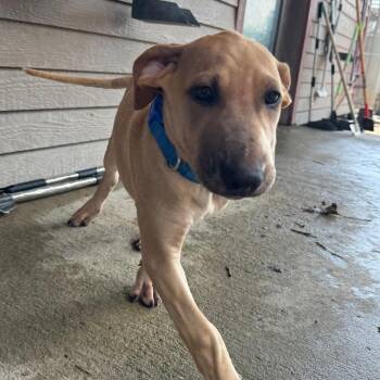 Raisin -  Mixed Breed Dog for Adoption in Monticello, Iowa - Raisin | PetCurious