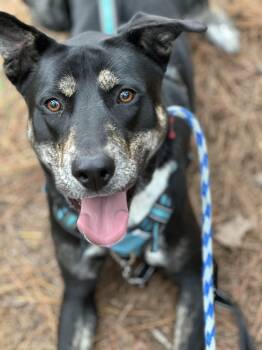 Rescue Shepherd and Hound Dogs for Adoption in Clayton, North Carolina - Starlight | PetCurious