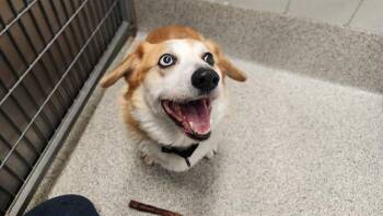 BOB BARKER -  Cardigan Welsh Corgi Dog for Adoption in Omaha, Nebraska - BOB BARKER | PetCurious