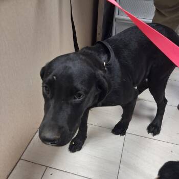 Ruger -  Labrador Retriever Dog for Adoption in Lufkin, Texas - Ruger | PetCurious