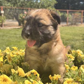 Wirehaired Terrier and Shih Tzu Dogs Available for Adoption in Modesto, California - Bear | PetCurious