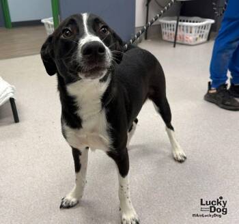 Mocha -  Labrador Retriever and Terrier Dog for Adoption in Washington, District Of Columbia - Mocha | PetCurious