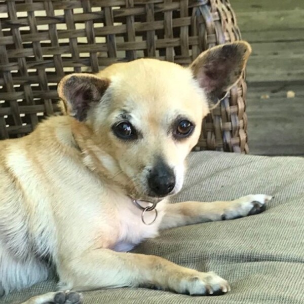 Mixed Breed and Chihuahua mixed Rescue Dog for Adoption in Calistoga