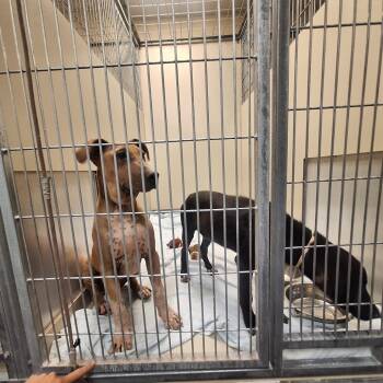Ricky -  Shar Pei and Mixed Breed Dog for Adoption in Flagstaff, Arizona - Ricky | PetCurious