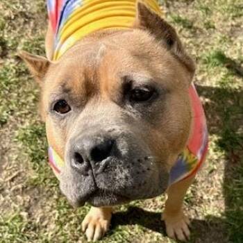 Rescue Pit Bull Terrier Dogs for Adoption in Chicago, Illinois - Bacon | PetCurious