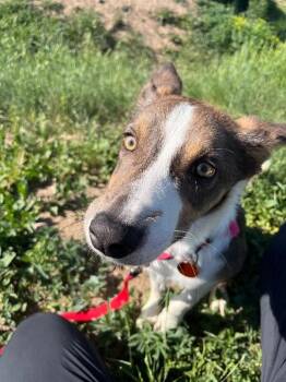 Artturi -  Border Collie and Mixed Breed Dog for Adoption in Fort Collins, Colorado - Artturi | PetCurious