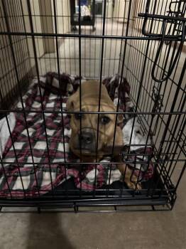 Pit Bull Terrier Dogs Available for Adoption - Josie | PetCurious