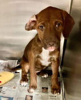 Becky -  Mountain Cur Dog for Adoption in Parma, Ohio - Becky | PetCurious