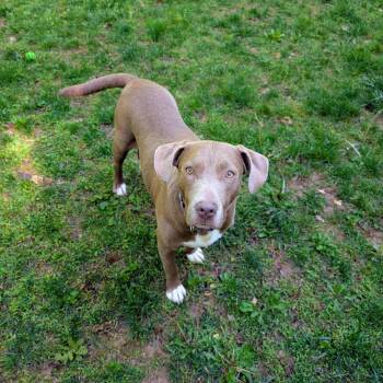 Labrador Retriever and Pit Bull Terrier Dogs Available for Adoption in Fairfax Station, Virginia - Birdie | PetCurious