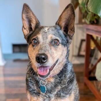 Australian Cattle Dog Blue Heeler and Cattle Dog Dogs Available for Adoption in Fort Collins, Colorado - Kymber | PetCurious
