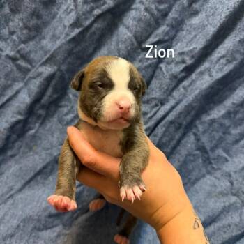 Zion -  Pit Bull Terrier Dog for Adoption in Brainerd, Minnesota - Zion | PetCurious