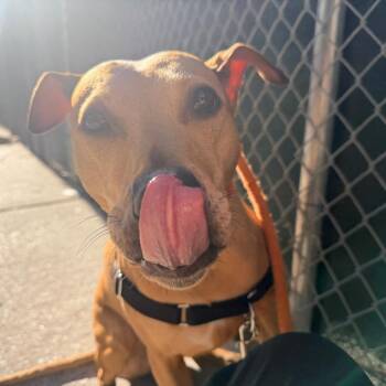 Hyacinth -  Pit Bull Terrier and Mixed Breed Dog for Adoption in Kanab, Utah - Hyacinth | PetCurious