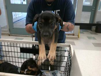A479016 -  Rottweiler and Mixed Breed Dog for Adoption in Oklahoma City, Oklahoma - A479016 | PetCurious