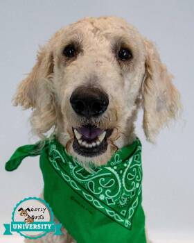 Salvatore -  Standard Poodle and Labrador Retriever Dog for Adoption in Kennesaw, Georgia - Salvatore | PetCurious