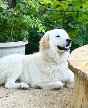 Rescue Great Pyrenees Dogs for Adoption in Quinlan, Texas - Duke SAT | PetCurious