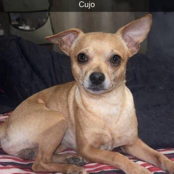 Chihuahua Dogs Available for Adoption - Cujo | PetCurious