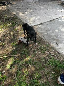 Rescue Pit Bull Terrier Dogs for Adoption in Louisville, Kentucky - LIEUTENANT DANGLE | PetCurious