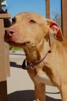 Deon -  Mixed Breed Dog for Adoption in Freedom, Wisconsin - Deon | PetCurious