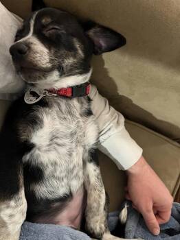 Border Collie and Australian Cattle Dog Blue Heeler Dogs Available for Adoption in Denver, Colorado - Izzy | PetCurious