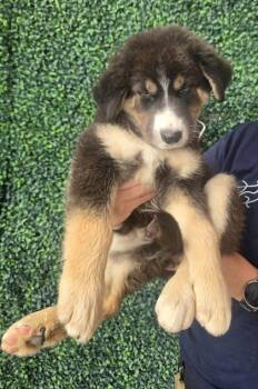 61395419 -  Shepherd and Mixed Breed Dog for Adoption in El Paso, Texas - 61395419 | PetCurious