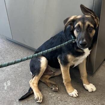 Zulos -  Mixed Breed Dog for Adoption in Las Cruces, New Mexico - Zulos | PetCurious
