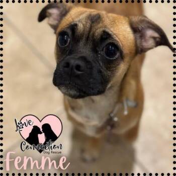 Rescue Pug Dogs for Adoption in Gilbert, Arizona - Femme | PetCurious