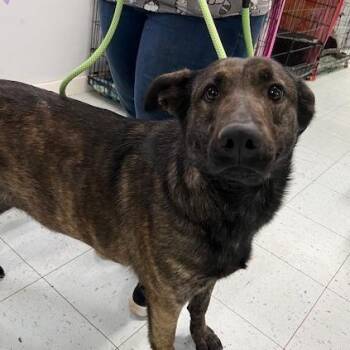 Shepherd Dogs Available for Adoption in Elmsford, New York - Maleficent Available 5/1 | PetCurious