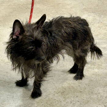 Rescue Cairn Terrier Dogs for Adoption in Cincinnati, Ohio - Dior | PetCurious