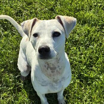 Emma -  Boxer Dog for Adoption in Indiana, Pennsylvania - Emma | PetCurious