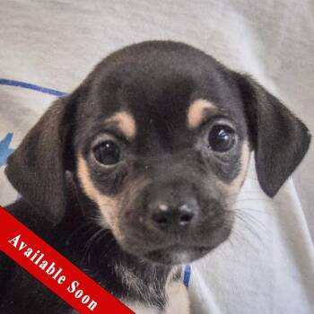 Chihuahua and Dachshund Dogs Available for Adoption - Spring | PetCurious