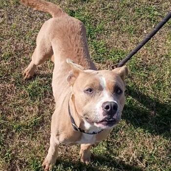 Pit Bull Terrier Dogs Available for Adoption - Sara Beth D46044 | PetCurious