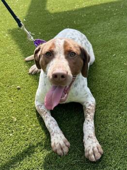 Mixed Breed Dogs Available for Adoption in Alexandria, Virginia - Francine | PetCurious