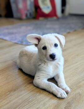 Cowboy -  Dachshund and Labrador Retriever Dog Available for Adoption in El Centro, California - Cowboy | PetCurious
