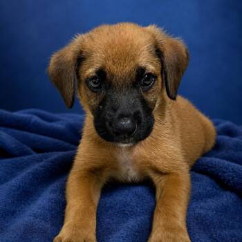 Dennis -  Black Mouth Cur Dog for Adoption in Heber Springs, Arkansas - Dennis | PetCurious