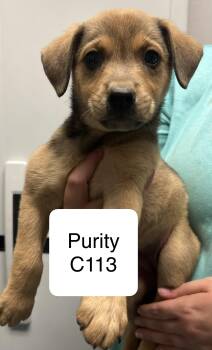 Purity C113 -  Terrier Dog for Adoption in Morganton, North Carolina - Purity C113 | PetCurious