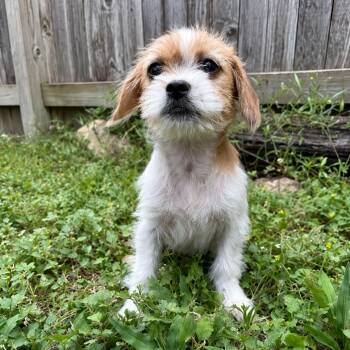 Apple Jack -  Cairn Terrier Dog for Adoption in Boerne, Texas - Apple Jack | PetCurious