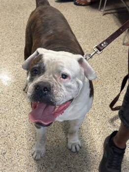 SPARKY -  American Bulldog Dog for Adoption in Doral, Florida - SPARKY | PetCurious
