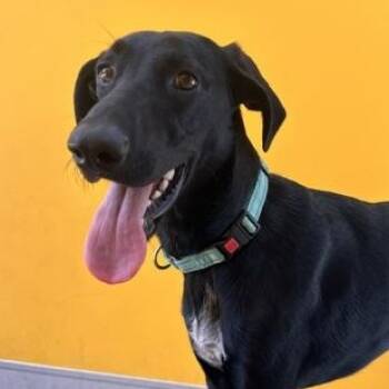 LOUISE -  Mixed Breed Dog for Adoption in Fernandina Beach, Florida - LOUISE | PetCurious