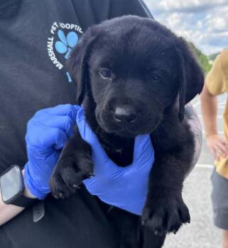 Crosbeg / Hoss -  Labrador Retriever Dog for Adoption in Broomfield, Colorado - Crosbeg / Hoss | PetCurious